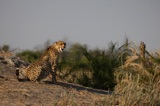 Tubu Tree - Cheetah2 Tubu Tree - Cheetah2